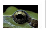 Hyla meridionalis (Mediterranean tree frog) - eye by Anonymous