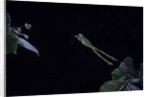 Hyla meridionalis (Mediterranean tree frog) - leaping by Anonymous
