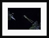 Hyla meridionalis (Mediterranean tree frog) - leaping by Anonymous