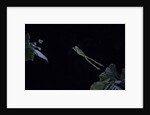 Hyla meridionalis (Mediterranean tree frog) - leaping by Anonymous