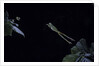 Hyla meridionalis (Mediterranean tree frog) - leaping by Anonymous