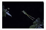 Hyla meridionalis (Mediterranean tree frog) - leaping by Anonymous