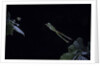 Hyla meridionalis (Mediterranean tree frog) - leaping by Anonymous