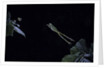 Hyla meridionalis (Mediterranean tree frog) - leaping by Anonymous