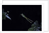 Hyla meridionalis (Mediterranean tree frog) - leaping by Anonymous