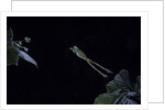 Hyla meridionalis (Mediterranean tree frog) - leaping by Anonymous