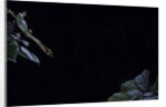 Hyla meridionalis (Mediterranean tree frog) - leaping by Anonymous
