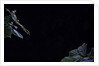 Hyla meridionalis (Mediterranean tree frog) - leaping by Anonymous