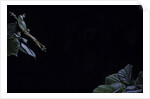 Hyla meridionalis (Mediterranean tree frog) - leaping by Anonymous