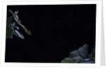 Hyla meridionalis (Mediterranean tree frog) - leaping by Anonymous