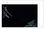 Hyla meridionalis (Mediterranean tree frog) - leaping by Anonymous