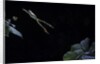 Hyla meridionalis (Mediterranean tree frog) - leaping by Anonymous