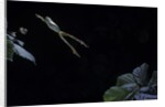 Hyla meridionalis (Mediterranean tree frog) - leaping by Anonymous
