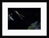 Hyla meridionalis (Mediterranean tree frog) - leaping by Anonymous