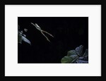 Hyla meridionalis (Mediterranean tree frog) - leaping by Anonymous