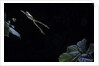 Hyla meridionalis (Mediterranean tree frog) - leaping by Anonymous