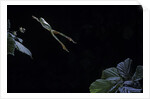 Hyla meridionalis (Mediterranean tree frog) - leaping by Anonymous