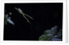 Hyla meridionalis (Mediterranean tree frog) - leaping by Anonymous