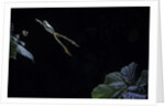 Hyla meridionalis (Mediterranean tree frog) - leaping by Anonymous