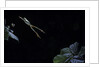 Hyla meridionalis (Mediterranean tree frog) - leaping by Anonymous