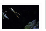 Hyla meridionalis (Mediterranean tree frog) - leaping by Anonymous