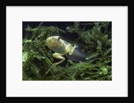 Hyla meridionalis (Mediterranean tree frog) - tadpole 2 legs by Anonymous