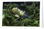 Hyla meridionalis (Mediterranean tree frog) - tadpole 2 legs by Anonymous
