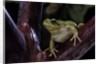 Hyla meridionalis (Mediterranean tree frog) by Anonymous