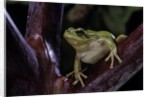 Hyla meridionalis (Mediterranean tree frog) by Anonymous