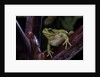 Hyla meridionalis (Mediterranean tree frog) by Anonymous