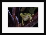 Hyla meridionalis (Mediterranean tree frog) by Anonymous