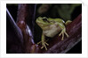 Hyla meridionalis (Mediterranean tree frog) by Anonymous