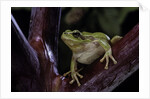 Hyla meridionalis (Mediterranean tree frog) by Anonymous