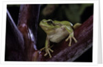 Hyla meridionalis (Mediterranean tree frog) by Anonymous