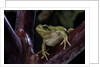 Hyla meridionalis (Mediterranean tree frog) by Anonymous