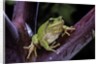 Hyla meridionalis (Mediterranean tree frog) by Anonymous