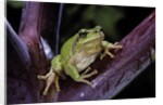 Hyla meridionalis (Mediterranean tree frog) by Anonymous