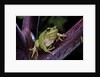Hyla meridionalis (Mediterranean tree frog) by Anonymous