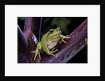 Hyla meridionalis (Mediterranean tree frog) by Anonymous