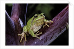 Hyla meridionalis (Mediterranean tree frog) by Anonymous
