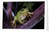 Hyla meridionalis (Mediterranean tree frog) by Anonymous