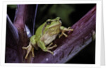 Hyla meridionalis (Mediterranean tree frog) by Anonymous