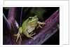 Hyla meridionalis (Mediterranean tree frog) by Anonymous