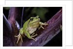 Hyla meridionalis (Mediterranean tree frog) by Anonymous