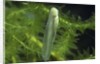 Hyla meridionalis (Mediterranean tree frog) - newly hatched tadpole by Anonymous
