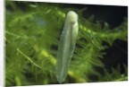 Hyla meridionalis (Mediterranean tree frog) - newly hatched tadpole by Anonymous