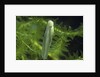 Hyla meridionalis (Mediterranean tree frog) - newly hatched tadpole by Anonymous