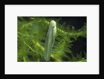 Hyla meridionalis (Mediterranean tree frog) - newly hatched tadpole by Anonymous