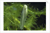 Hyla meridionalis (Mediterranean tree frog) - newly hatched tadpole by Anonymous