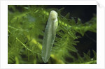Hyla meridionalis (Mediterranean tree frog) - newly hatched tadpole by Anonymous